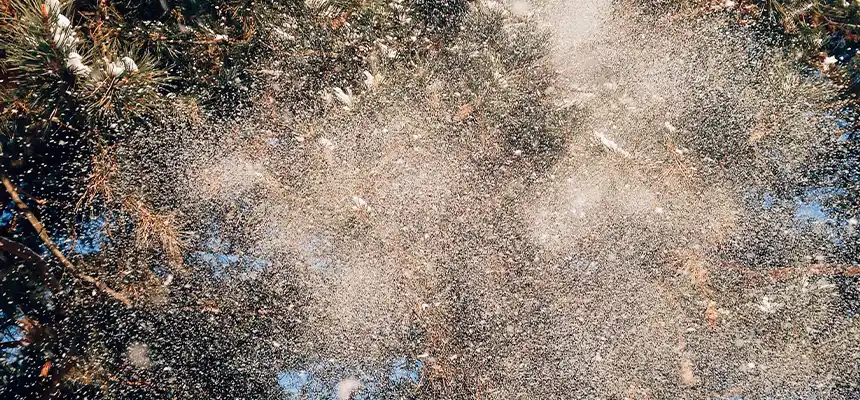 花粉症とは｜症状・原因・飛散時期の基礎知識