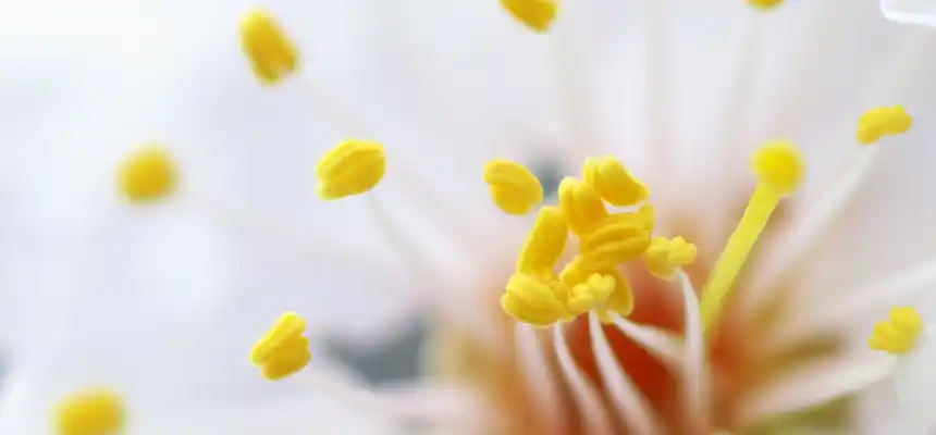 春の花粉と腸活のタイミング