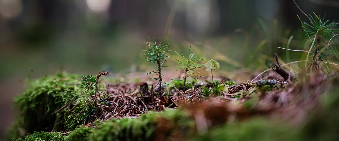 自然由来素材へのこだわり｜フィブロ製薬
