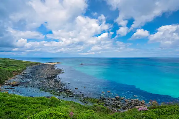 アレギノンプラス｜タチアワユキセンダングサ配合