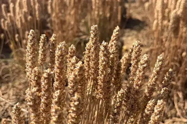 イサゴールプラス｜サイリウムハスク配合
